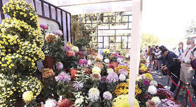 北京：北海公園菊花盛開