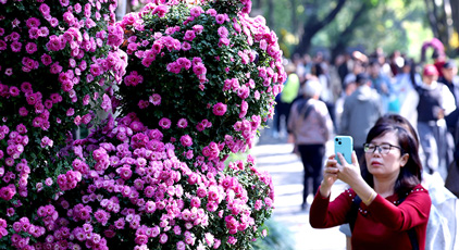 浙江杭州：菊花盛開游客來
