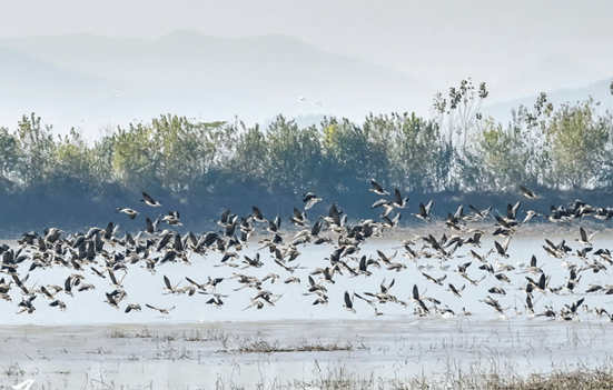 安徽樅陽：候鳥翔集