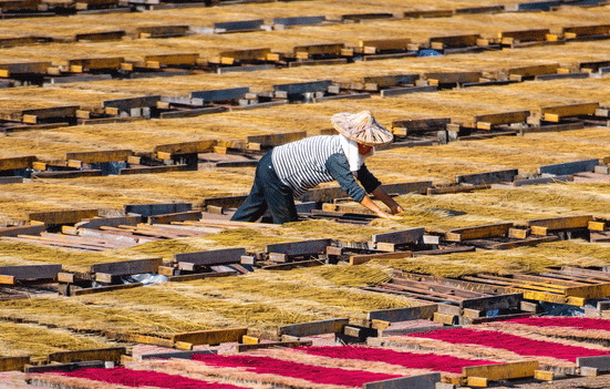 福建永春：冬日曬香