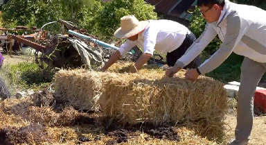 中國技術(shù)助力泰國農(nóng)業(yè)發(fā)展